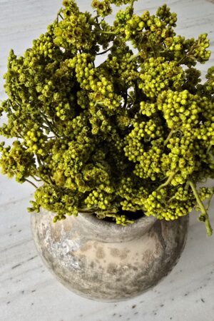 crispum basil grün getrocknet trockenblumen im mrs greenery Shop bestellen kaufen naturdeko