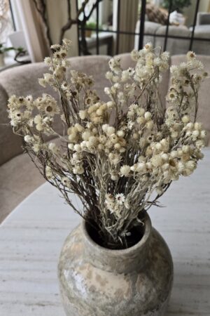 Syncarpha argyropsis getrocknet trockenblumen im mrs greenery Shop bestellen kaufen naturdeko