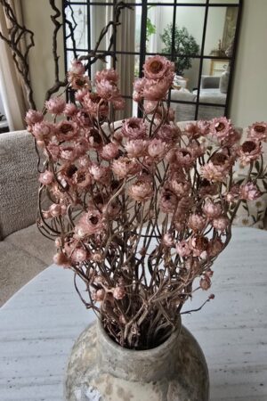 Syncarpha argyropsis getrocknet trockenblumen im mrs greenery Shop bestellen kaufen naturdeko