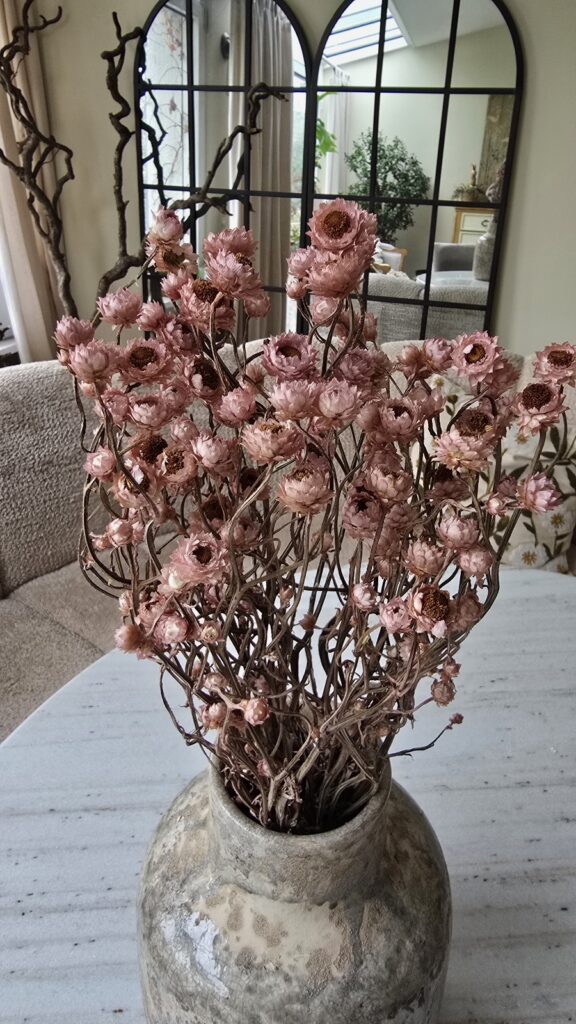 Syncarpha argyropsis getrocknet trockenblumen im mrs greenery Shop bestellen kaufen naturdeko