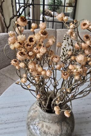 Syncarpha argyropsis getrocknet trockenblumen im mrs greenery Shop bestellen kaufen naturdeko