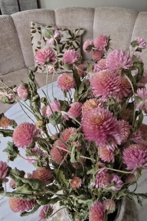 gomphrena kugelamaranth getrocknet trockenblumen im mrs greenery Shop bestellen kaufen naturdeko