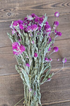 gomphrena kugelamaranth getrocknet trockenblumen im mrs greenery Shop bestellen kaufen naturdeko