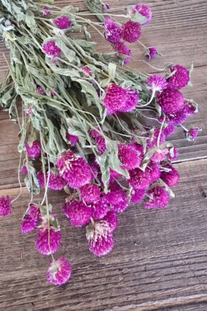 gomphrena kugelamaranth getrocknet trockenblumen im mrs greenery Shop bestellen kaufen naturdeko