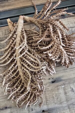 kokosfrüchtezweig kokos früchte zweige trockenblumen trockenfrüchte deko im mrs greenery shop kaufen bestellen