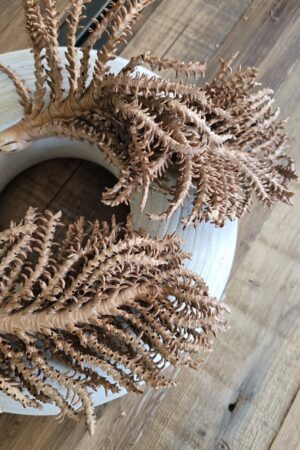 kokosfrüchtezweig kokos früchte zweige trockenblumen trockenfrüchte deko im mrs greenery shop kaufen bestellen