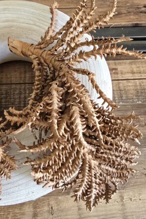 kokosfrüchtezweig kokos früchte zweige trockenblumen trockenfrüchte deko im mrs greenery shop kaufen bestellen