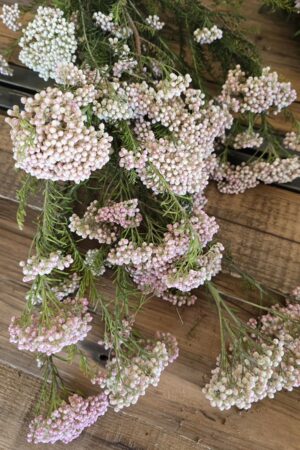 Reisblume Trockenblume Frischblume deko im mrs greenery shop kaufen bestellen