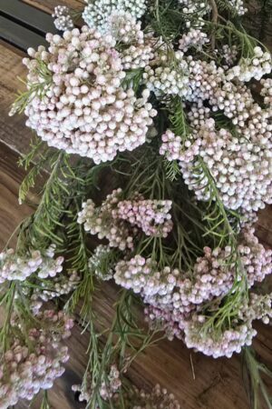 Reisblume Trockenblume Frischblume deko im mrs greenery shop kaufen bestellen