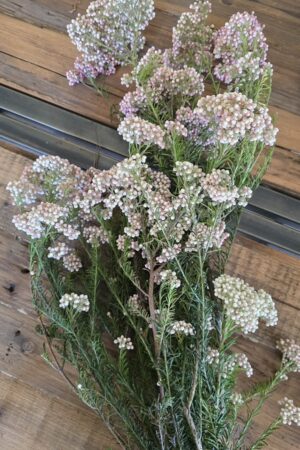 Reisblume Trockenblume Frischblume deko im mrs greenery shop kaufen bestellen