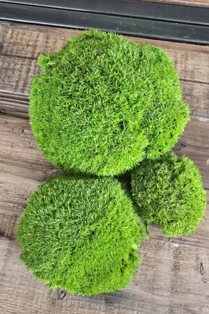 Bollenmoos Moos Dekomoos konserviert grün im Mrs Greenery Shop bestellen kaufen