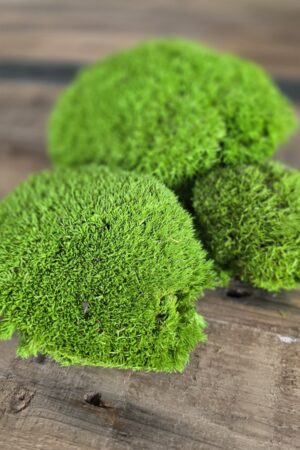 Bollenmoos Moos Dekomoos konserviert grün im Mrs Greenery Shop bestellen kaufen