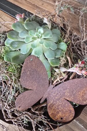 echeveria rostdeko rost schmetterling rostschmetterling im mrs greenery shop kaufen bestellen