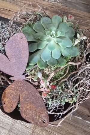 echeveria rostdeko rost schmetterling rostschmetterling im mrs greenery shop kaufen bestellen
