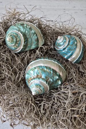 Schnecke Schneckenhaus türkis Naturdeko im Mrs Greenery Shop