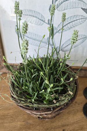kreativ-set lavendel topf sommerdeko im mrs greenery shop bestellen kaufen