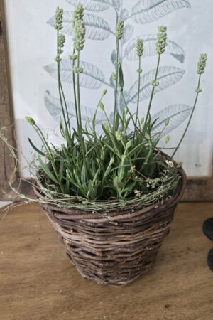 kreativ-set lavendel topf sommerdeko im mrs greenery shop bestellen kaufen