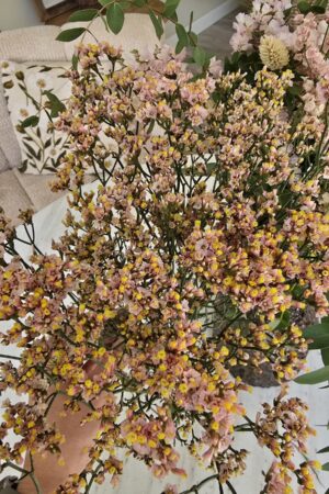 strandflieder limonium frische orange gelb im Mrs Greenery Shop bestellen kaufen