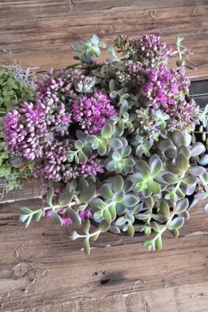 Alternative view of Sedum Violett