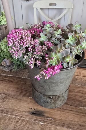 Sedum Violett