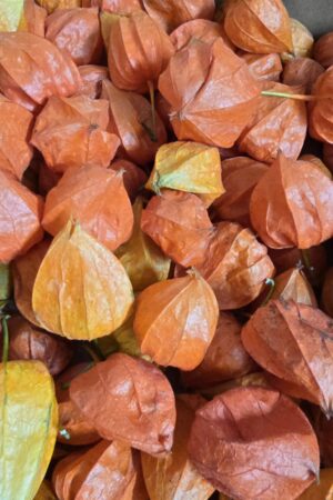 Physalis: Lampionfrüchte