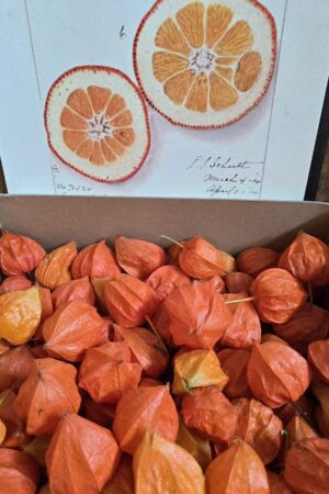 Alternative view of Physalis: Lampionfrüchte