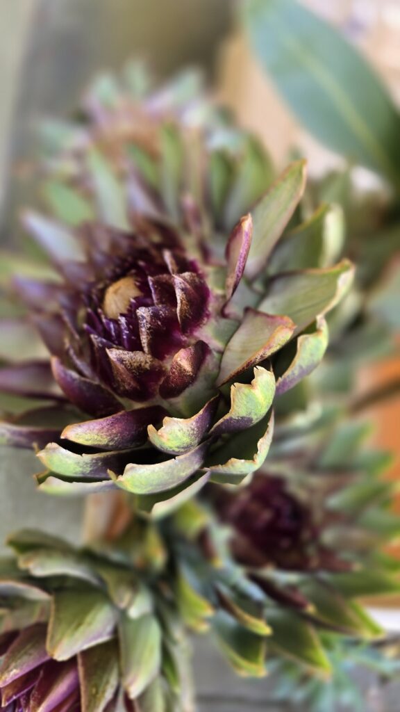 Artischocke frisch im Mrs Greenery Shop bestellen kaufen