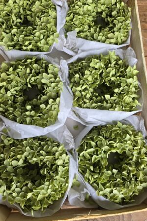 Kranz hortensienkranz Beerenkranz grün Herbstkranz Kränze im Mrs greenery shop bestellen kaufen