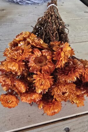 Trockenblumen Strohblume Rhodanthe orange Herbstdeko Sommerdeko im Mrs greenery shop bestellen kaufen