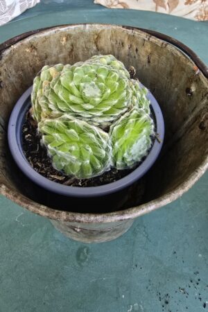 Hauswurz Wurz winterhart bei mrs greenery bestellen kaufen