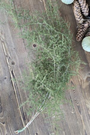 Asparagus 100cm