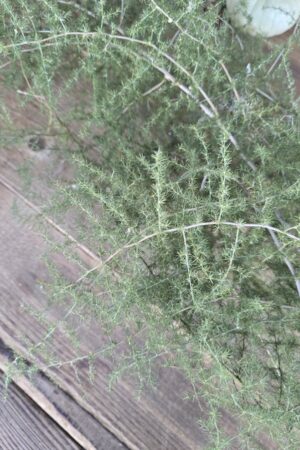 Alternative view of Asparagus 100cm