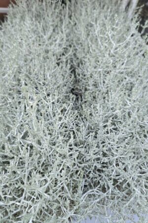 Stacheldraht im Topf