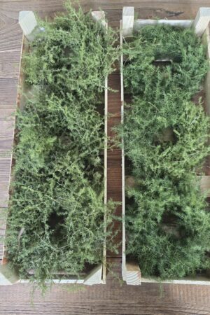 Alternative view of Asparagus Kranz 20cm