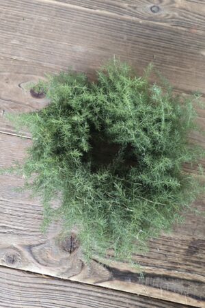 Asparagus Kranz 20cm