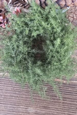 Asparagus Kranz 20cm – Bild 3