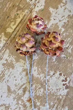 Pubescens Zapfen mit Stecker