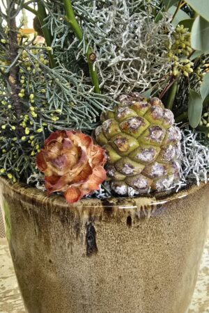 Alternative view of Pubescens Zapfen mit Stecker